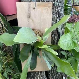 Staghorn Fern mounted on a Cedar Shingle!