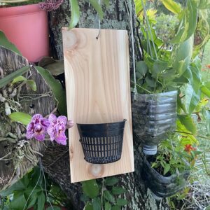 Outdoor Orchid mount kit on a Cedar board with a 5 inch mesh pot!
